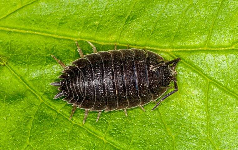 sow bug vs pill bug