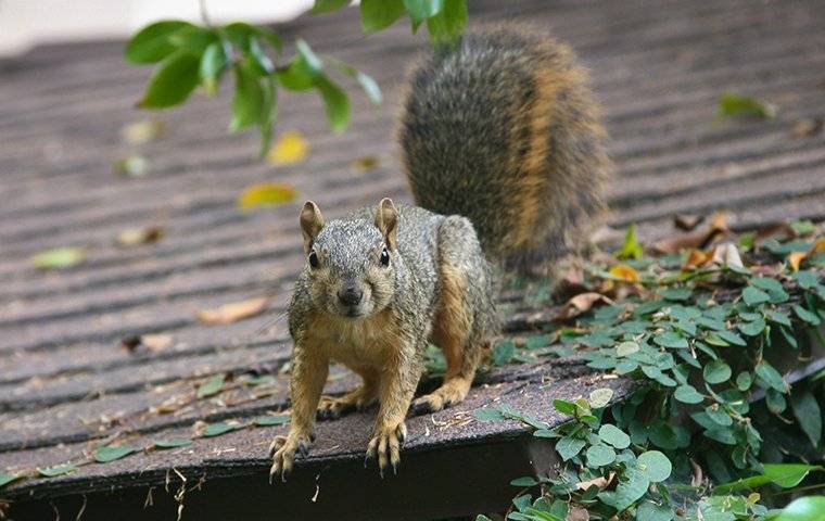 squirrel walking on the roof of a home