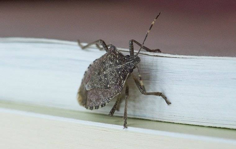 stink bug crawling on side of house