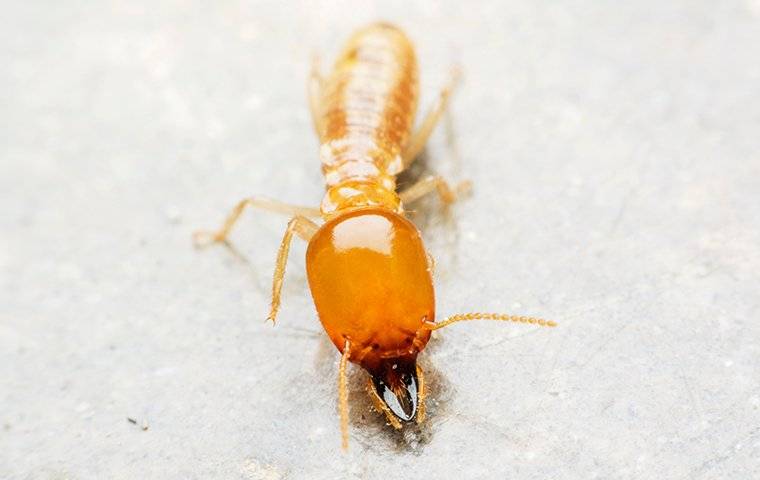 a termite crawling in a home