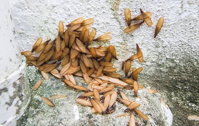 termite swarmers near a home foundation