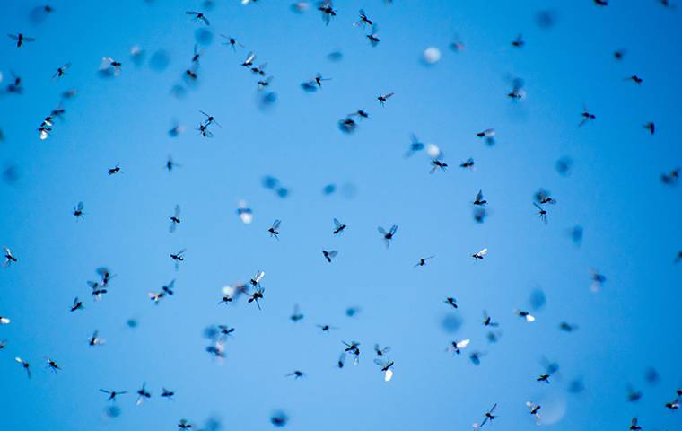 cloud of termite swarmers or winged ants