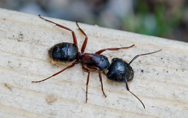 a carpenter ant on a deck