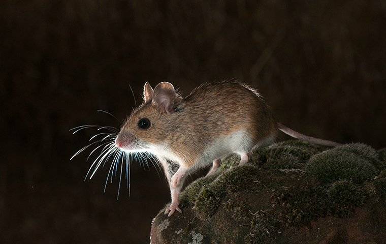 a small field mouse sitting on a rock