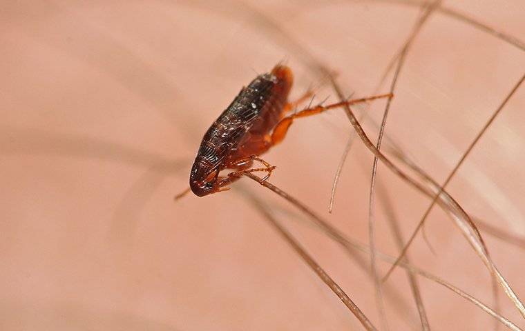flea crawling on skin