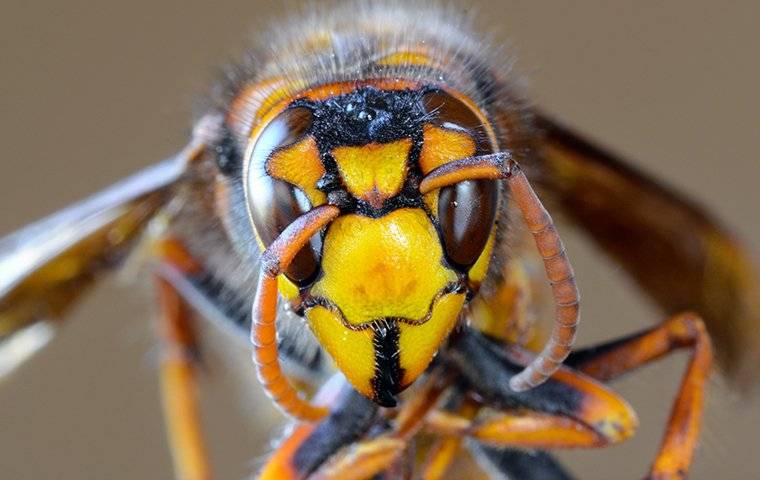 a close up photo of a hornet