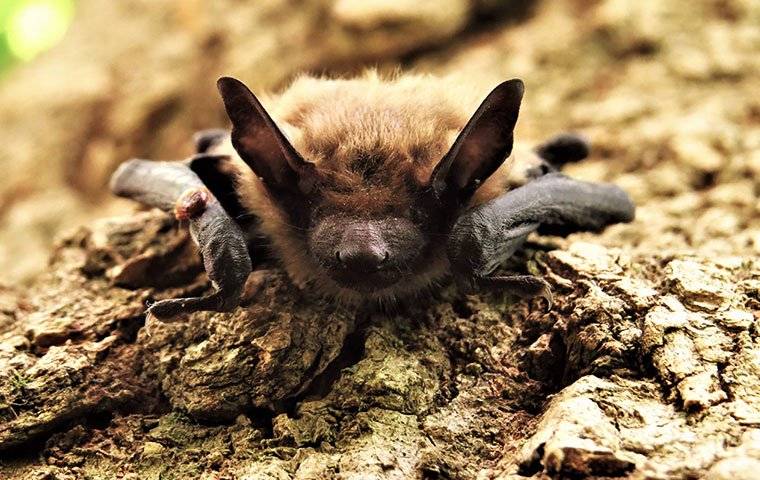 brown bat on the ground