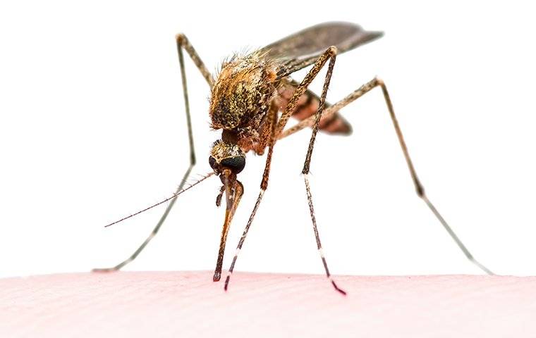 close up of mosquito biting