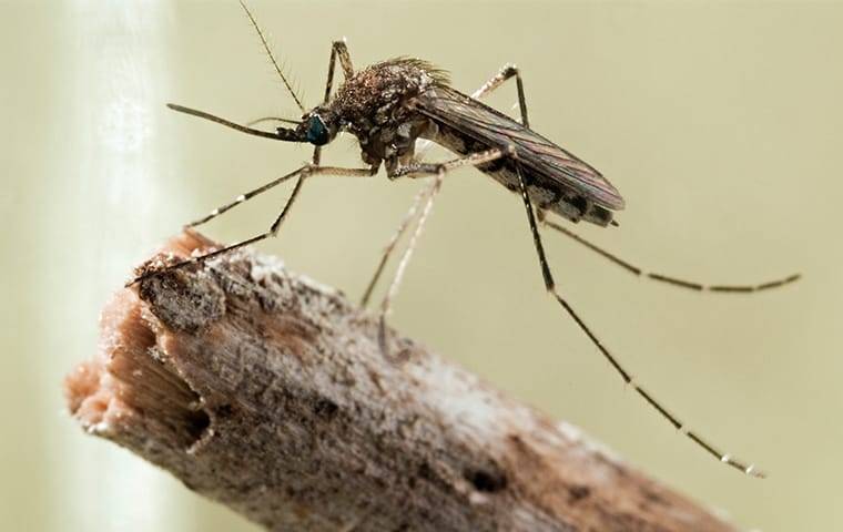 mosquito crawling in garden