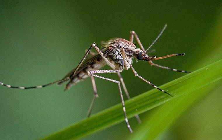 up close image of a  mosquito on a blade of grass