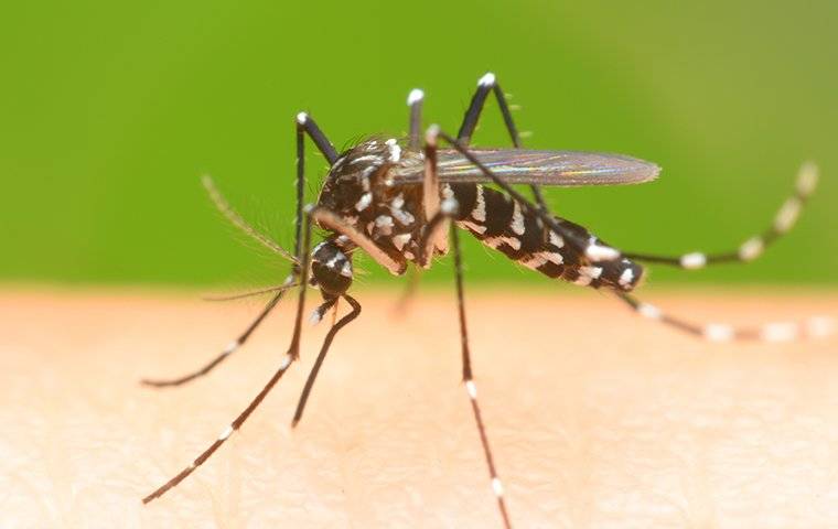 a mosquito that landed on a humans leg
