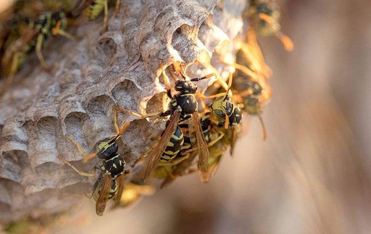 paper wasps swarming a nest