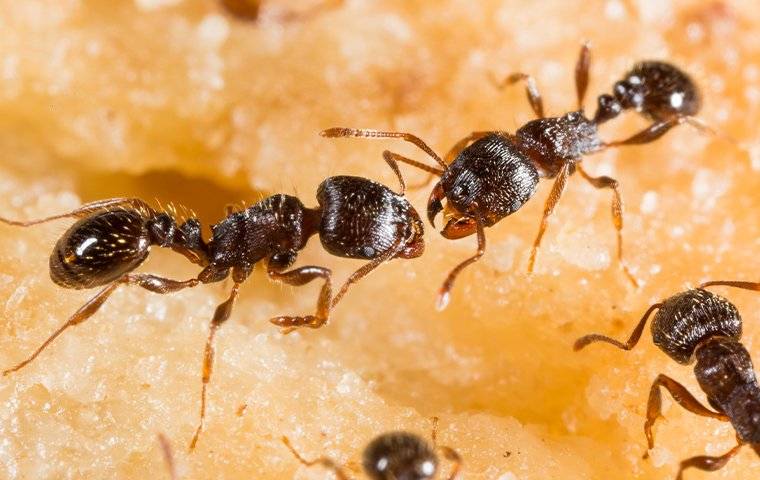 several pavement ants crawling on an orange