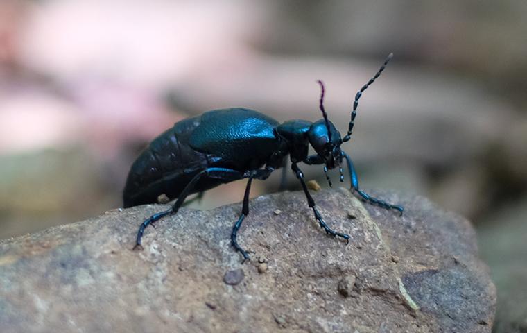an american oil beetle
