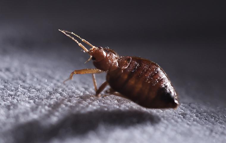 bedbug on mattress