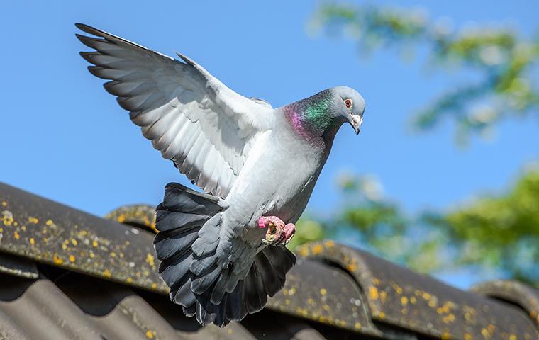 pigeon flying