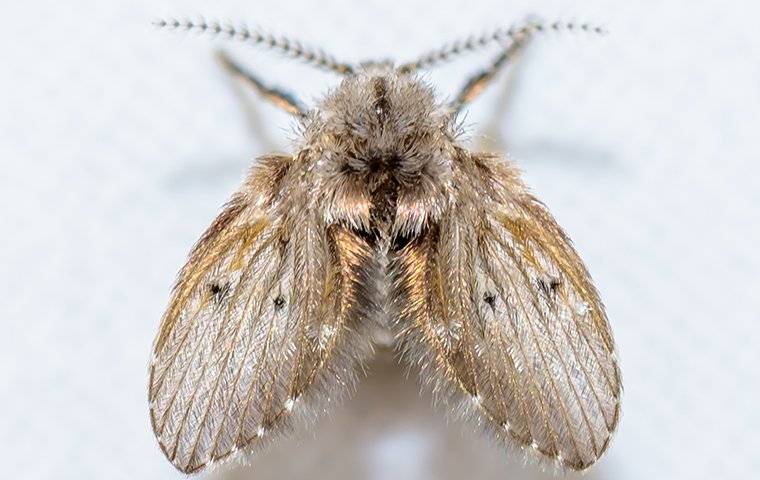 close up of drain fly