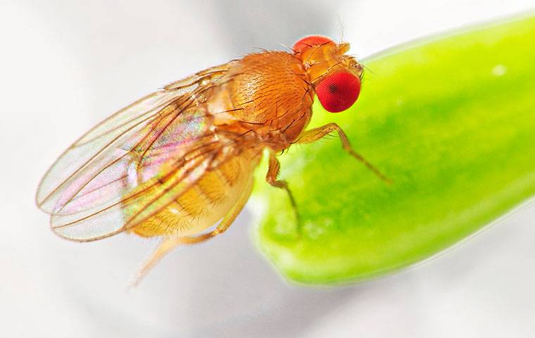 a red eyed fruit fly