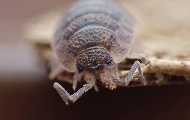 close up of a sow bug