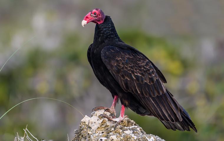 turkey vulture on rock