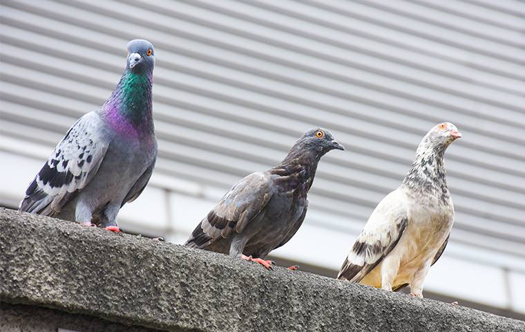 pigeons on a ledge