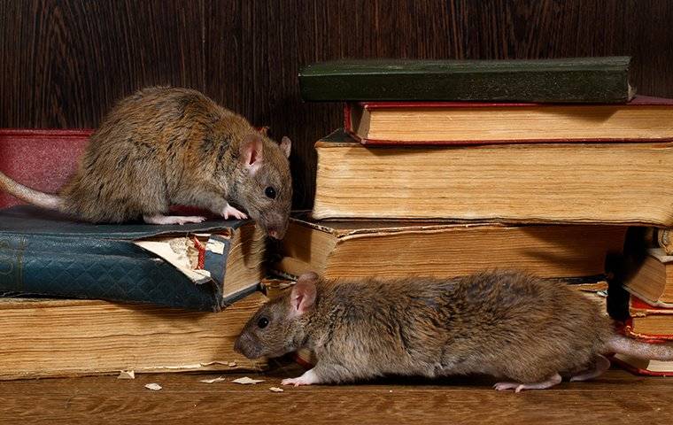 rodents crawling over books