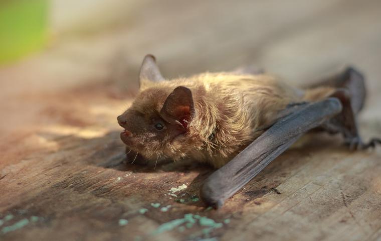 brown bat on wood