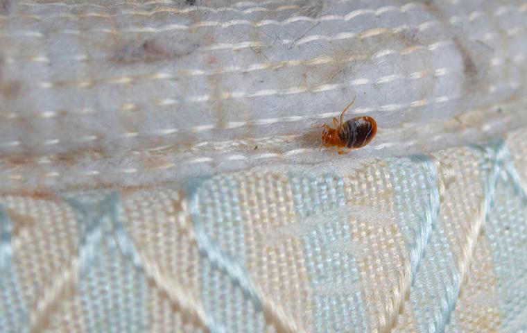 bedbug on mattress