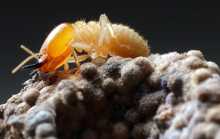 termite on mound