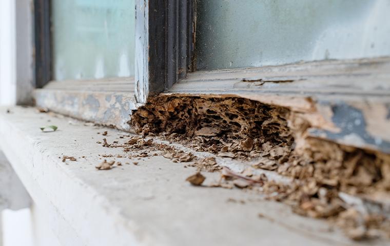 wood damage to window