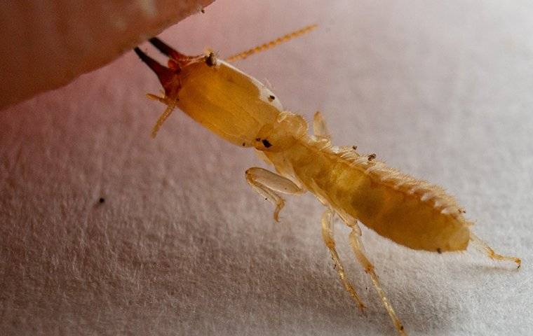 close up of termite biting