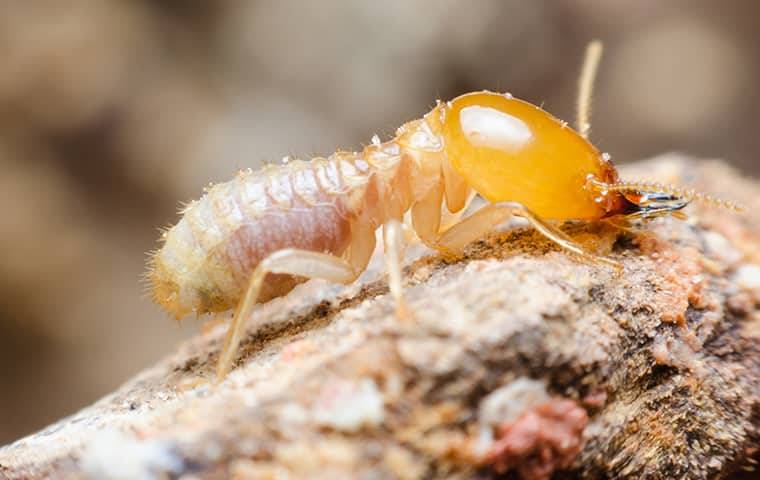 close up of termite crawling on wood