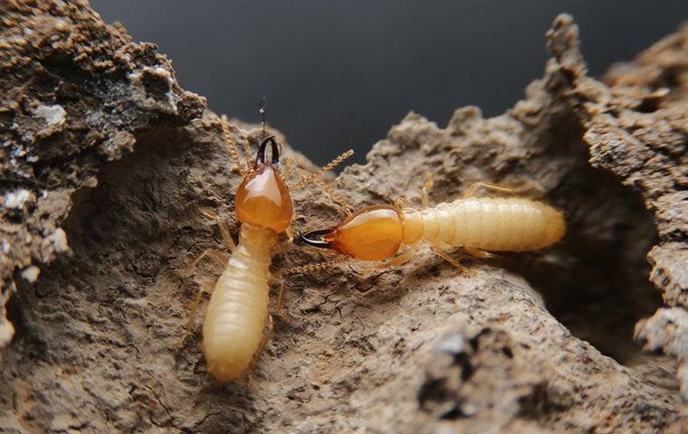 two termites chewing through wood to make a nest