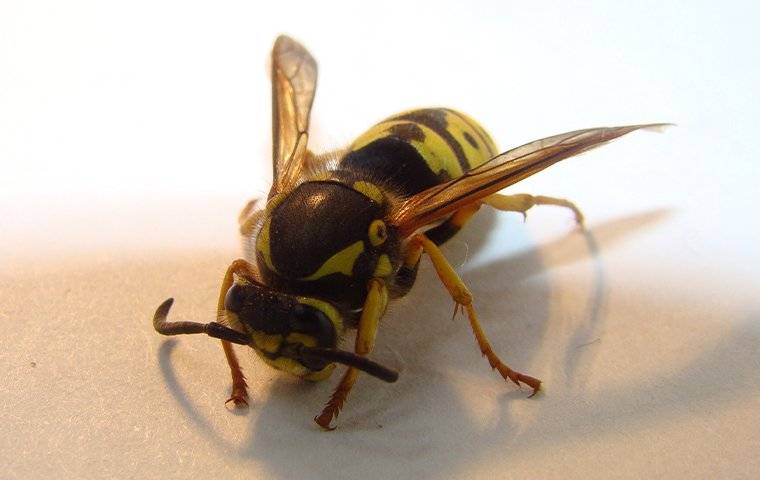 a wasp that landed inside a home