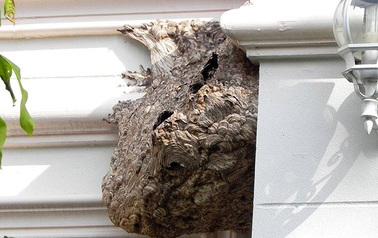 a wasp nest on the wood trim of a home