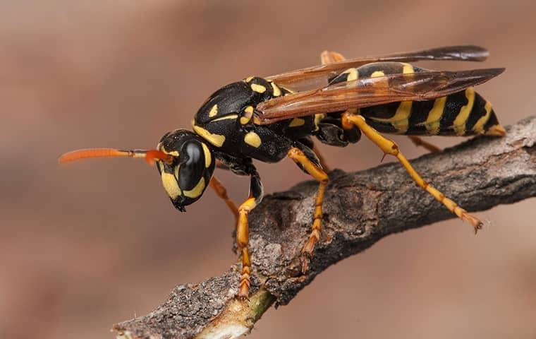 wasp on a limb