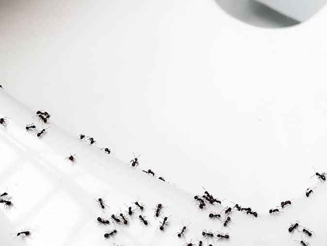 ants in new jersey crawling in a bathroom