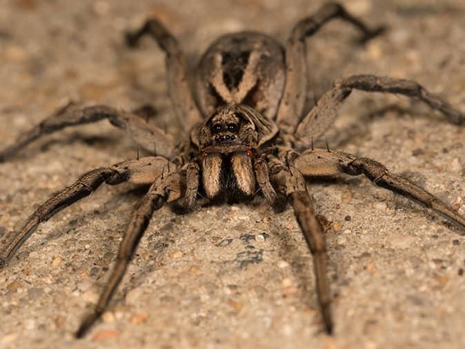 wolf spider on a bedroom floor in New Jersey