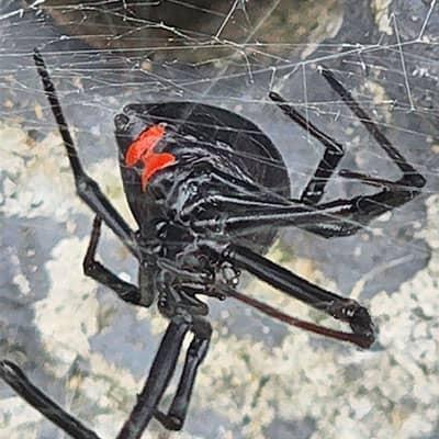 black widow spider in deal nj