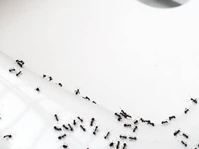ants crawling on toilet bowl rim in a nj bathroom