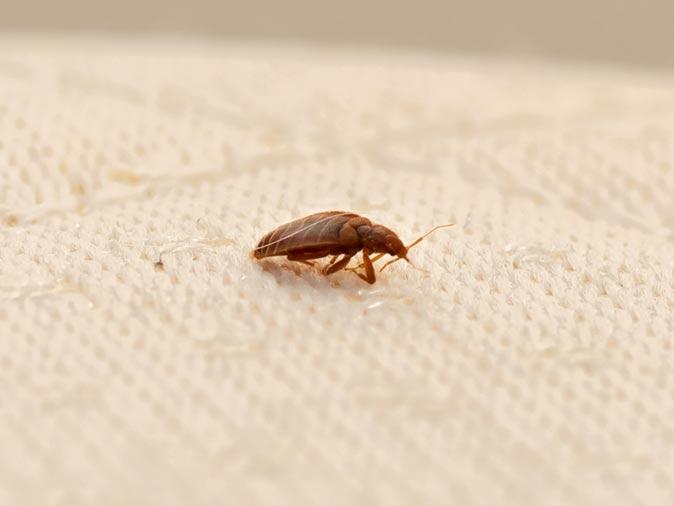 bed bug on a new jersey home bed