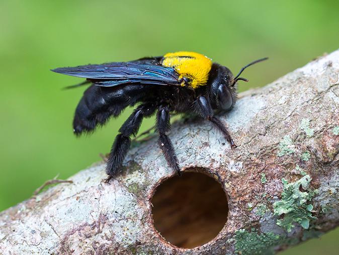 carpenter bee in new jersey near its hole