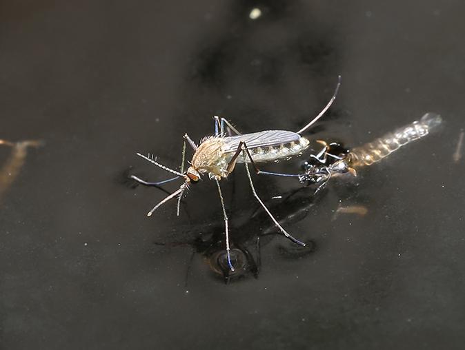 Learn More About Preparing For Mosquito Season In New Jersey mosquito on a leaf in a new jersey garden