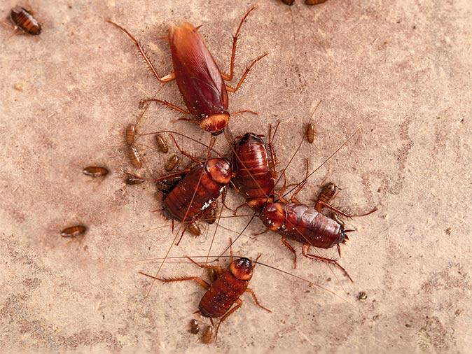 Identify Your New Jersey Cockroach Problem