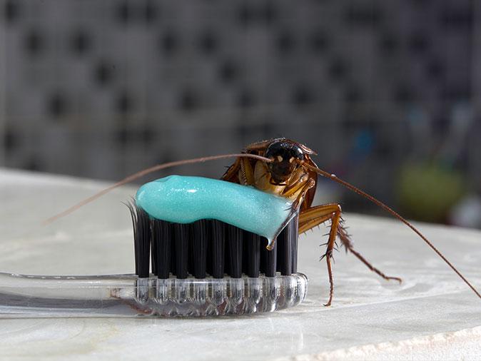 cockroach crawling on bathroom sink and nj homeowners toothbrush