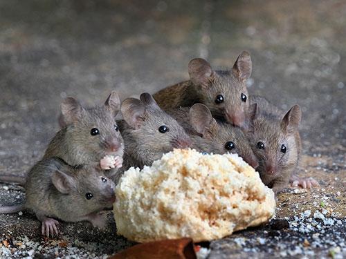 mice eating crumbs left on kitchen floor in montclair new jersey