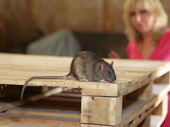 Don't Unpack An Insect Or Rodent Infestation This Holiday Season rodent in storage area