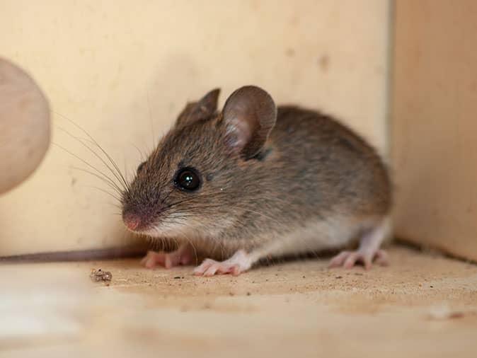 house mouse in nj home