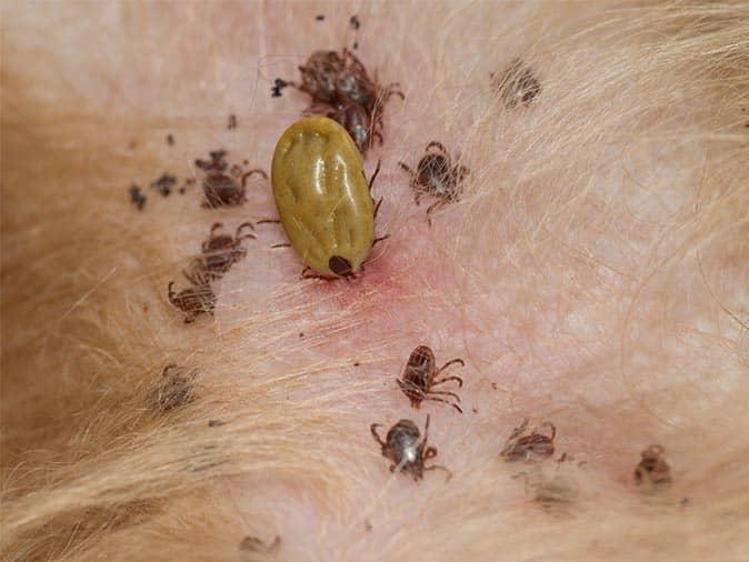 where do ticks like to go on dogs