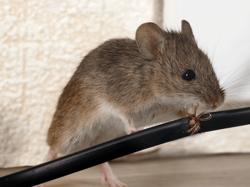 house mouse inside new jersey home chewing a wire